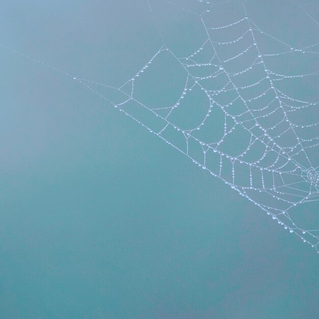 gouttes sur la toile d&#39;araignée