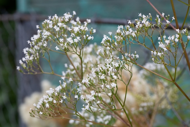 Photo goutweed (aegopodium podagraria) inflorescence sur un fond en bois.