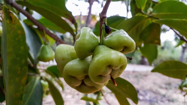 Goyave d'eau Syzygium aqueum sur l'arbre