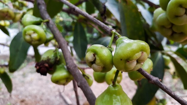 Goyave d'eau Syzygium aqueum sur l'arbre