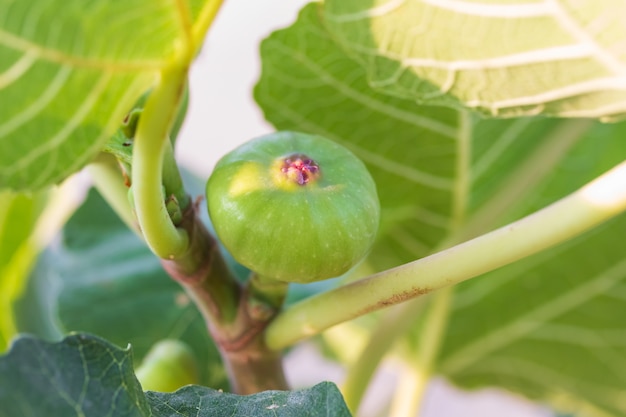 Goyave figue, jeune fruit sur la branche