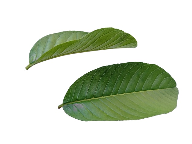 Goyave ou Psidium guajava feuilles vertes sur fond blanc