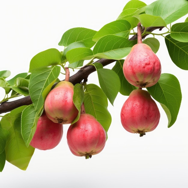 Des goyaves accrochées à une branche d'arbre isolées sur un fond blanc