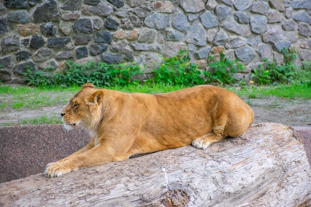 La gracieuse lionne vit dans un zoo pittoresque