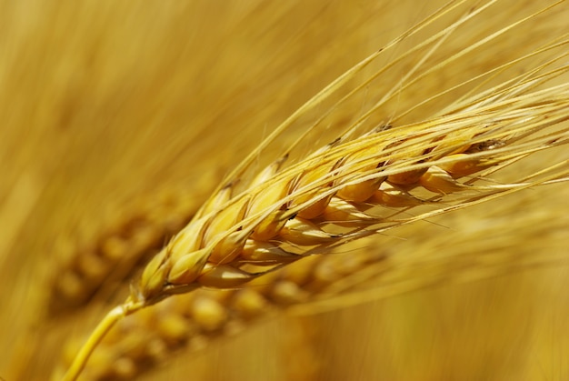Grain de blé doré