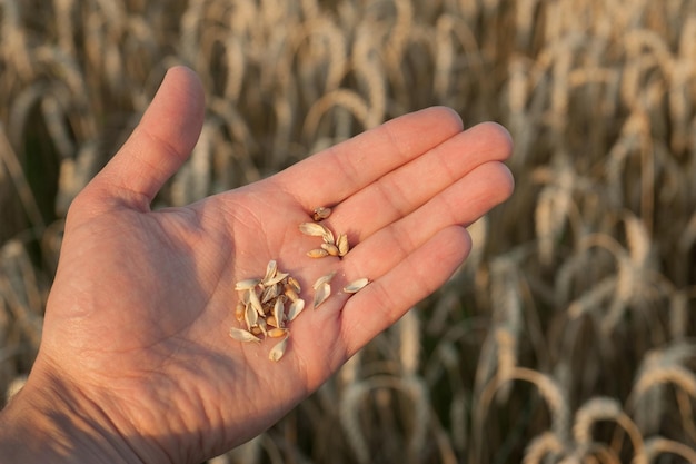 Un grain de blé d'un épi mûr sur la paume de la main inspection par les agriculteurs de l'état de préparation pour la récolte