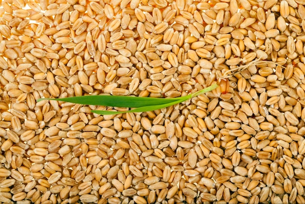 Grain de blé germé