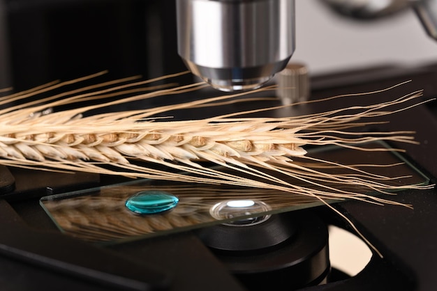 Grain de blé sur la lame de microscope sous un microscope