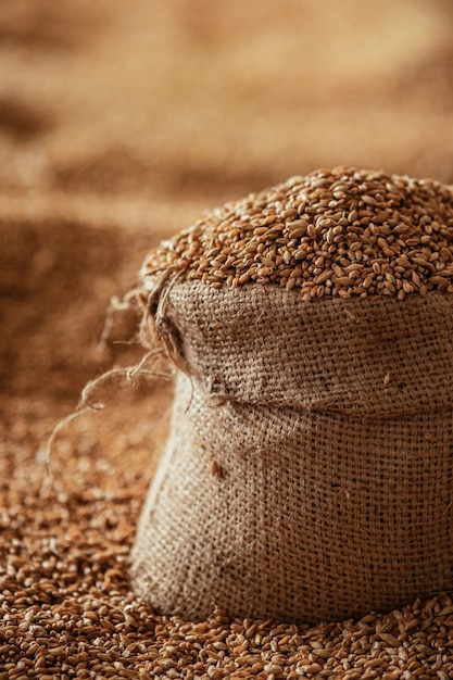 Grain de blé récolté dans un sac en lin