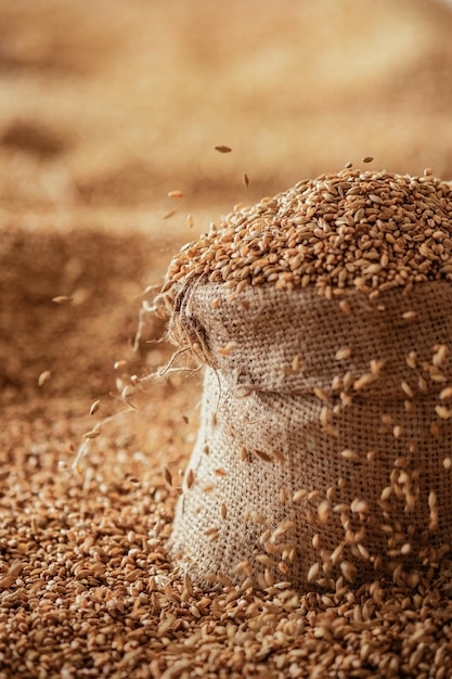 Grain de blé récolté dans un sac en lin