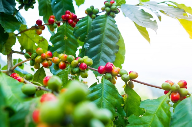 Grain de café arabica frais sur un arbre à la montagne au nord de la Thaïlande.