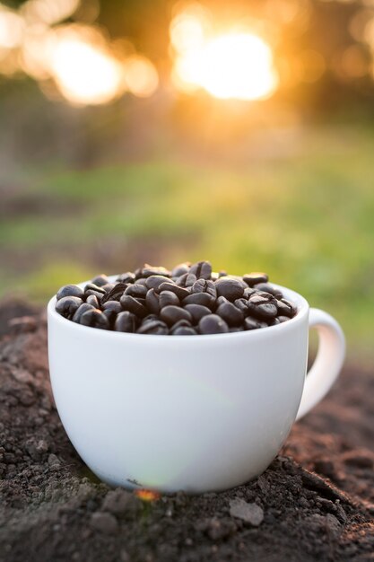 Grain de café dans une tasse avec lumière du coucher du soleil