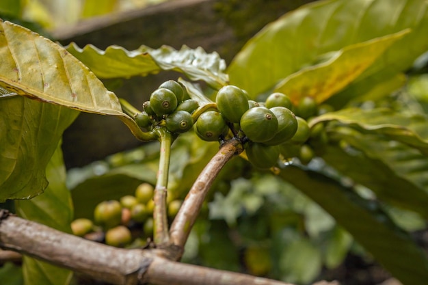 Grain de café vert au printemps sur la forêt tropicale