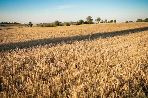 Grain jaune prêt à être récolté dans un champ de ferme