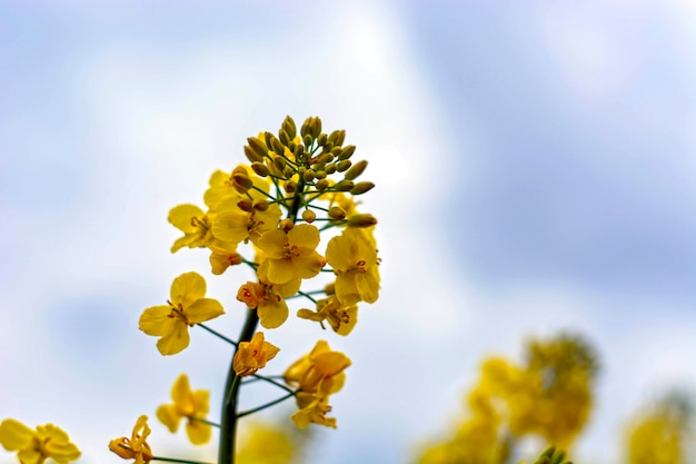 La graine de colza fleurit sur un ciel bleu avec des nuages blancs.