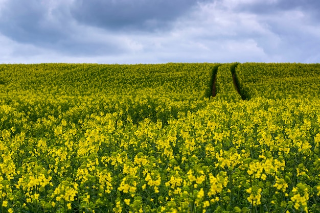 La graine de colza fleurit sur un ciel bleu avec des nuages blancs.