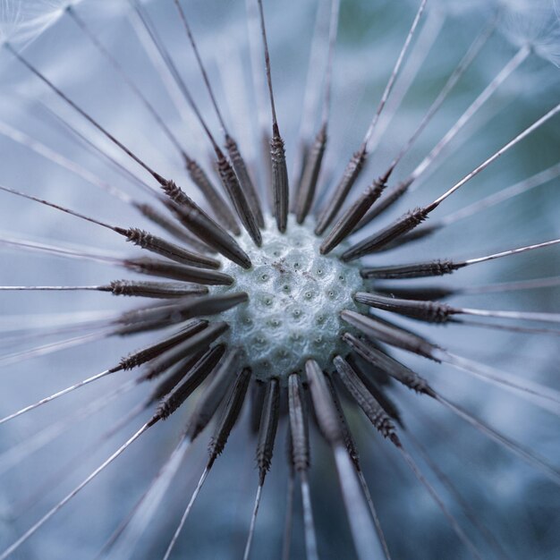 graine de fleur de pissenlit au printemps