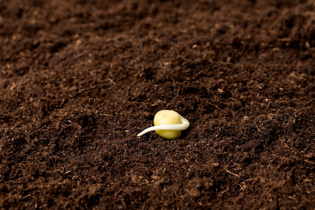 La graine a germé avec un gros plan de la pousse sur un sol sombre