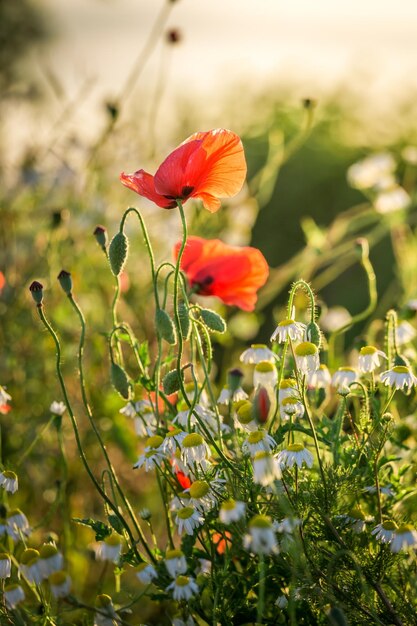 Graine de pavot rouge dans le champ au lever du soleil Europe