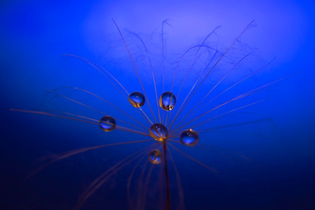 La graine d'un pissenlit avec de l'eau à l'intérieur sur fond bleu foncé