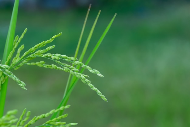 Graine de riz sur arbre