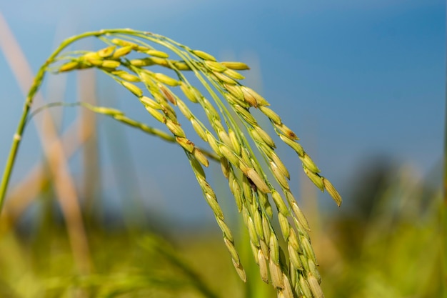 Graine de riz mûre dans le champ. Graines de riz mûres et feuilles vertes dans une rizière avec une lumière douce et chaude le matin