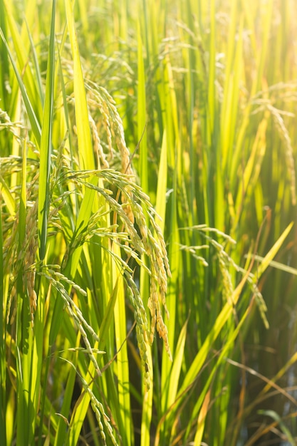 Graine de riz sur la plante.