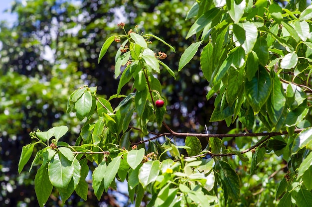 Une graine rouge de bois de santal indien, Santalum album, une des plantes les plus chères au monde, très réputée pour son parfum