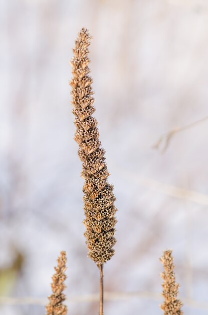 Graines d&#39;Agastache Foeniculum