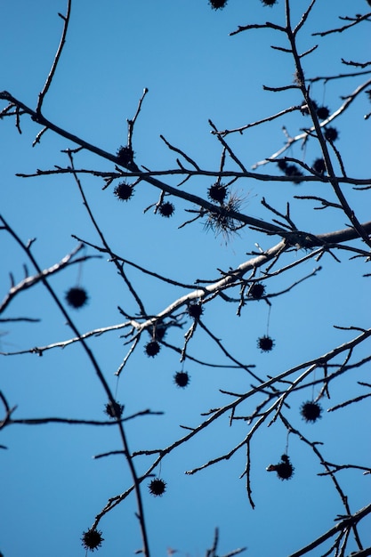 graines d'un arbre en hiver