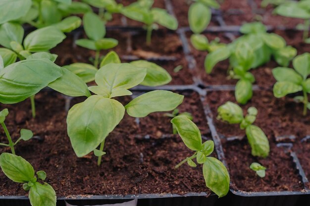 Les graines de basilic poussent dans des pots en plastique, les plantes vertes poussent en serre.