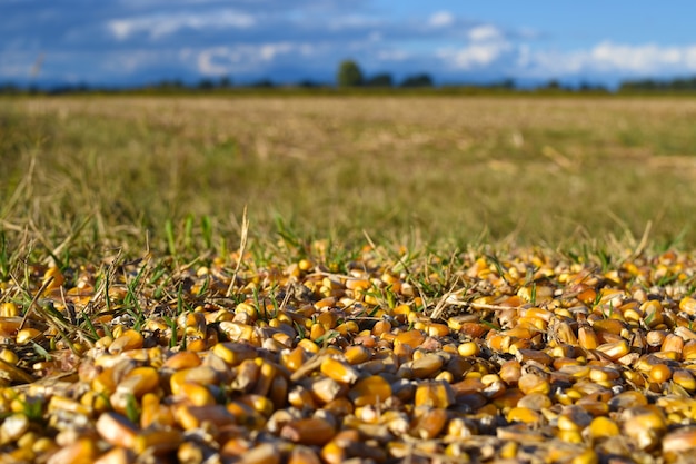 graines de blé dans un paysage de campagne