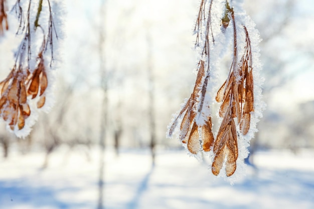 Graines de branche d'arbre d'érable givré dans la forêt enneigée par temps froid le matin ensoleillé Nature d'hiver tranquille au soleil Parc de jardin d'hiver naturel inspirant Fond de paysage d'écologie fraîche paisible