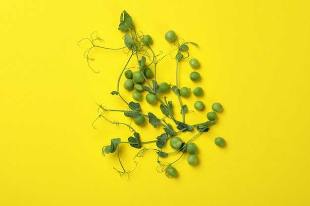 Graines et brindilles de pois verts sur jaune