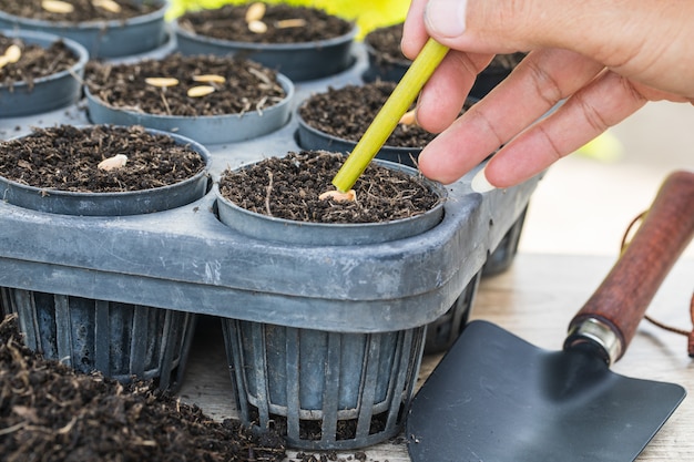 Graines de cantaloup dans un plateau de germination avec un sol sombre et fertile.