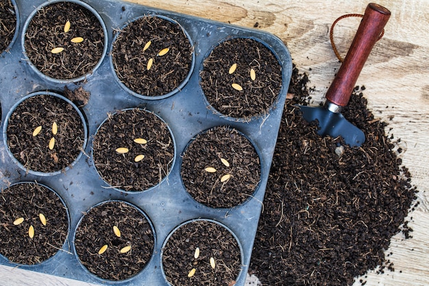 Graines de cantaloup dans un plateau de germination avec un sol sombre et fertile.