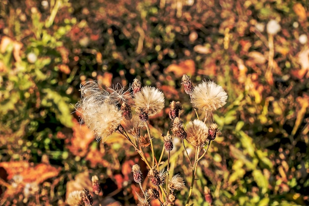 Des graines de chardon de coton sur le fond de l'herbe sèche et floue de l'automne