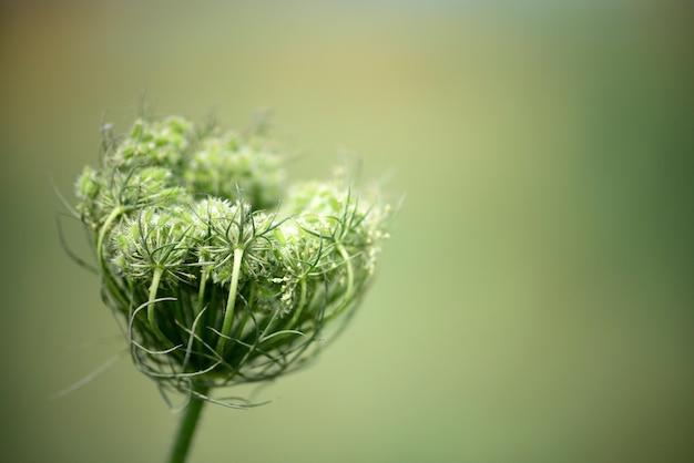 Photo graines de fenouil fleur