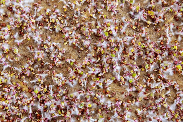 Graines germées sur des tapis de lin pour faire pousser des micropousses. Micro-légumes cultivés à la maison dans un récipient en plastique.