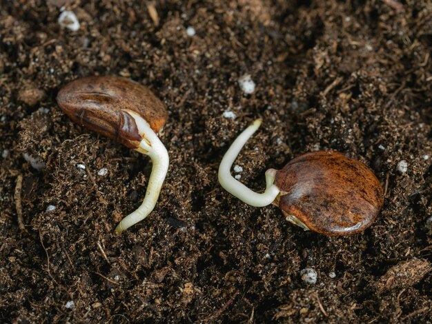 Des graines de glycine avec de petites racines sont plantées dans le sol en gros plan Deux graines sont disposées sur des terres fertiles