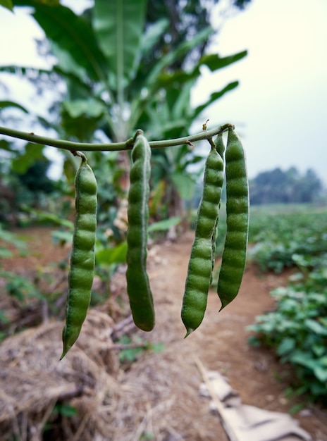 Graines de jicama mûres prêtes à planter