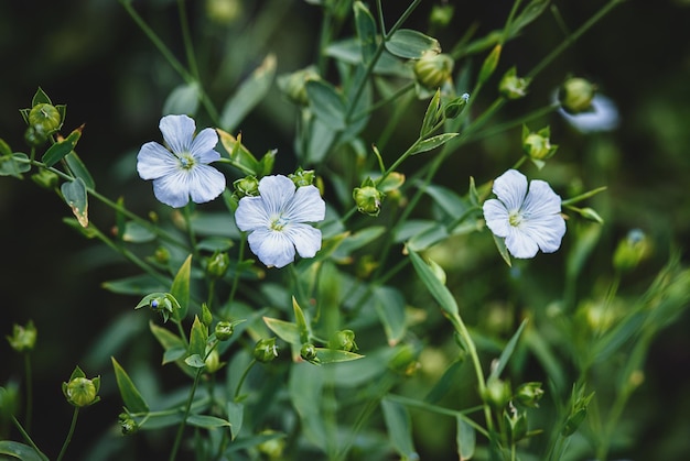 Graines de lin à fleurs bleues poussant dans le jardin Linum usitatissimum