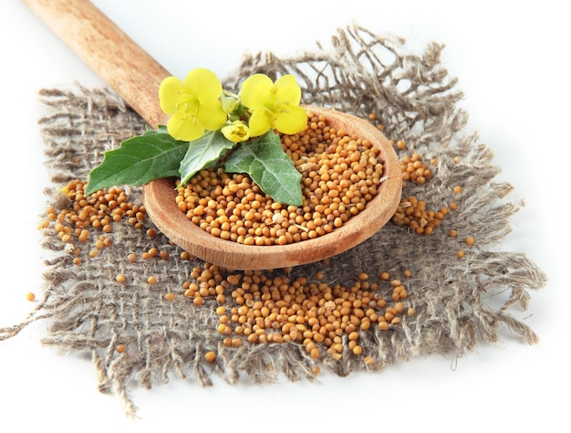 Graines de moutarde dans une cuillère en bois avec fleur de moutarde isolée sur blanc