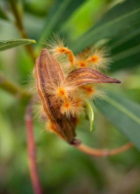 Graines de Nerium oleander dans un gros plan de gousse