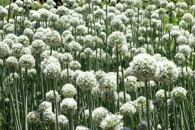 Graines d'oignon dans le potager