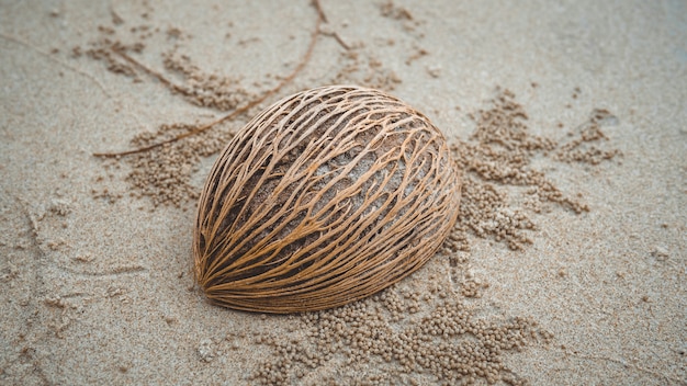 Graines de palmier séchées sur la plage de sable