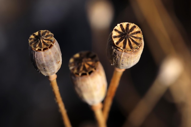 Graines de pavot sèches se bouchent