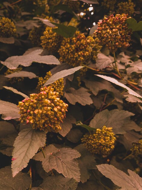 Photo les graines de pemphigus avec des feuilles de viburnum arrière-plan naturel bubblegum viburnum