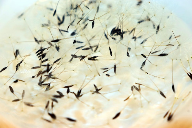 Graines de pissenlit blanc sur l'eau