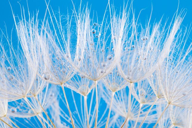 Graines de pissenlit sur bleu